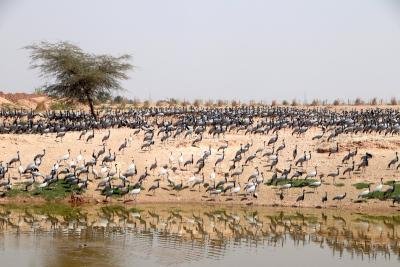 Khichan Bird Sanctuary